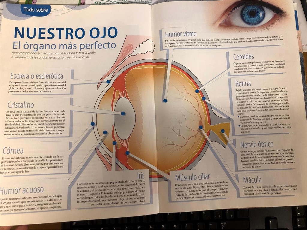 PARTES DE OLLO